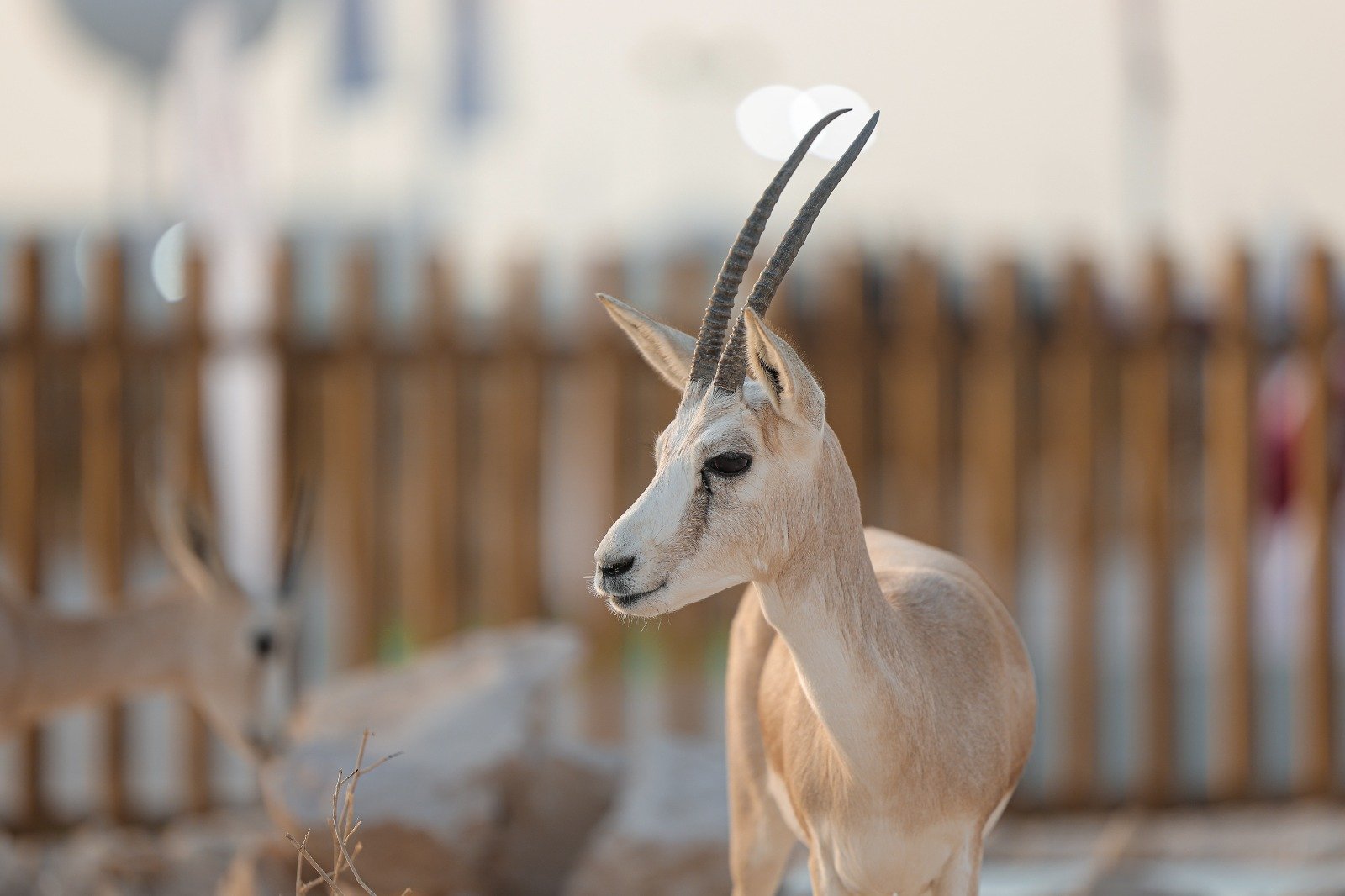The Arabian Oryx Film.. A National Film Production to Preserve Qatari Heritage The Arabian Oryx Film.. A National Film Production to Preserve Qatari Heritage